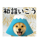 富士山をかぶった柴犬 年末年始（個別スタンプ：18）