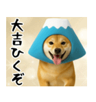 富士山をかぶった柴犬 年末年始（個別スタンプ：19）