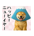 富士山をかぶった柴犬 年末年始（個別スタンプ：21）