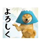 富士山をかぶった柴犬 年末年始（個別スタンプ：22）