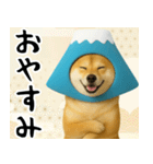 富士山をかぶった柴犬 年末年始（個別スタンプ：24）