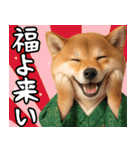 柴犬のあけおめスタンプ【毎年使える】（個別スタンプ：5）