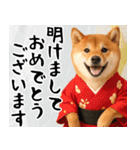 柴犬のあけおめスタンプ【毎年使える】（個別スタンプ：10）