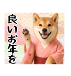 柴犬のあけおめスタンプ【毎年使える】（個別スタンプ：12）