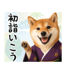 柴犬のあけおめスタンプ【毎年使える】（個別スタンプ：15）