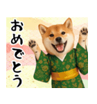 柴犬のあけおめスタンプ【毎年使える】（個別スタンプ：16）