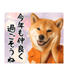 柴犬のあけおめスタンプ【毎年使える】（個別スタンプ：17）