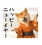 柴犬のあけおめスタンプ【毎年使える】（個別スタンプ：18）