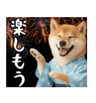 柴犬のあけおめスタンプ【毎年使える】（個別スタンプ：20）