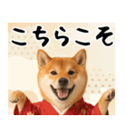 柴犬のあけおめスタンプ【毎年使える】（個別スタンプ：23）