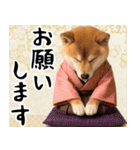 柴犬のあけおめスタンプ【毎年使える】（個別スタンプ：24）