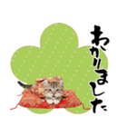 アメリカンカール❗️子猫のお正月あいさつ（個別スタンプ：31）