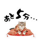 アメリカンカール❗️子猫のお正月あいさつ（個別スタンプ：36）