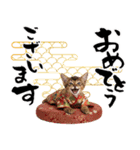 ソマリ子猫！華やかお正月あいさつスタンプ（個別スタンプ：3）