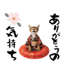 ソマリ子猫！華やかお正月あいさつスタンプ（個別スタンプ：13）