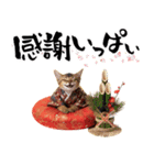 ソマリ子猫！華やかお正月あいさつスタンプ（個別スタンプ：14）