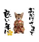 ソマリ子猫！華やかお正月あいさつスタンプ（個別スタンプ：15）