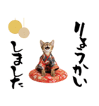 ソマリ子猫！華やかお正月あいさつスタンプ（個別スタンプ：20）