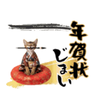 ソマリ子猫！華やかお正月あいさつスタンプ（個別スタンプ：24）