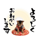 ソマリ子猫！華やかお正月あいさつスタンプ（個別スタンプ：29）