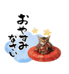 ソマリ子猫！華やかお正月あいさつスタンプ（個別スタンプ：34）