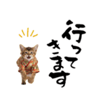 ソマリ子猫！華やかお正月あいさつスタンプ（個別スタンプ：35）