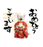 トンキニーズ子猫！かわいいお正月あいさつ（個別スタンプ：3）