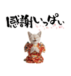 トンキニーズ子猫！かわいいお正月あいさつ（個別スタンプ：14）