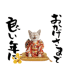 トンキニーズ子猫！かわいいお正月あいさつ（個別スタンプ：15）