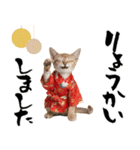 トンキニーズ子猫！かわいいお正月あいさつ（個別スタンプ：20）