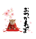 トンキニーズ子猫！かわいいお正月あいさつ（個別スタンプ：21）