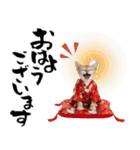 トンキニーズ子猫！かわいいお正月あいさつ（個別スタンプ：28）