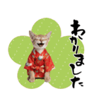 トンキニーズ子猫！かわいいお正月あいさつ（個別スタンプ：31）