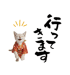 トンキニーズ子猫！かわいいお正月あいさつ（個別スタンプ：35）