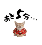 トンキニーズ子猫！かわいいお正月あいさつ（個別スタンプ：36）