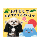 名入れ☆癒しシーズーの毎年使える年賀状（個別スタンプ：1）