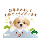 名入れ☆癒しシーズーの毎年使える年賀状（個別スタンプ：4）