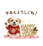 名入れ☆癒しシーズーの毎年使える年賀状（個別スタンプ：6）