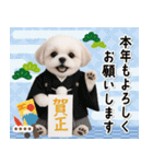 名入れ☆癒しシーズーの毎年使える年賀状（個別スタンプ：7）