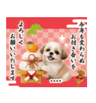 名入れ☆癒しシーズーの毎年使える年賀状（個別スタンプ：8）