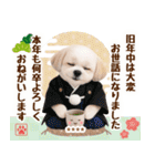 名入れ☆癒しシーズーの毎年使える年賀状（個別スタンプ：12）