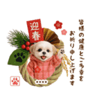 名入れ☆癒しシーズーの毎年使える年賀状（個別スタンプ：14）