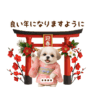 名入れ☆癒しシーズーの毎年使える年賀状（個別スタンプ：17）