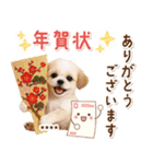 名入れ☆癒しシーズーの毎年使える年賀状（個別スタンプ：25）