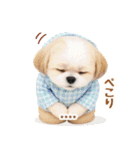 名入れ☆癒しシーズーの毎年使える年賀状（個別スタンプ：32）