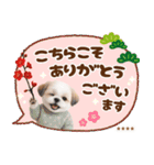 名入れ☆癒しシーズーの毎年使える年賀状（個別スタンプ：36）