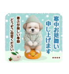 名入れ☆癒しシーズーの毎年使える年賀状（個別スタンプ：37）