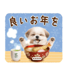名入れ☆癒しシーズーの毎年使える年賀状（個別スタンプ：38）