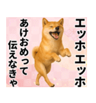 エッホエッホ しばいぬ 正月って伝えなきゃ（個別スタンプ：1）