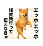 エッホエッホ しばいぬ 正月って伝えなきゃ（個別スタンプ：3）